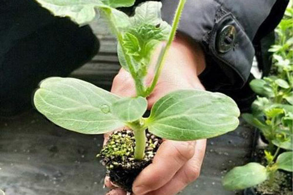 廠(chǎng)區(qū)環(huán)境的綠化要點(diǎn)！